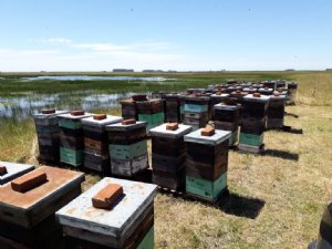 Foto de La Colmena de Cristal