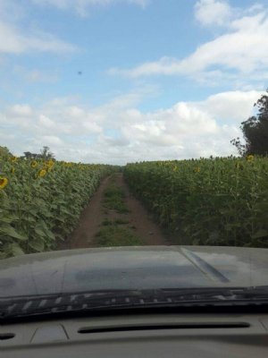 Foto de La Colmena de Cristal