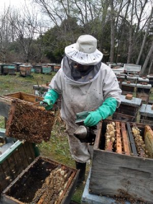 Foto de La Colmena de Cristal