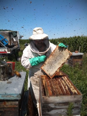 Foto de La Colmena de Cristal